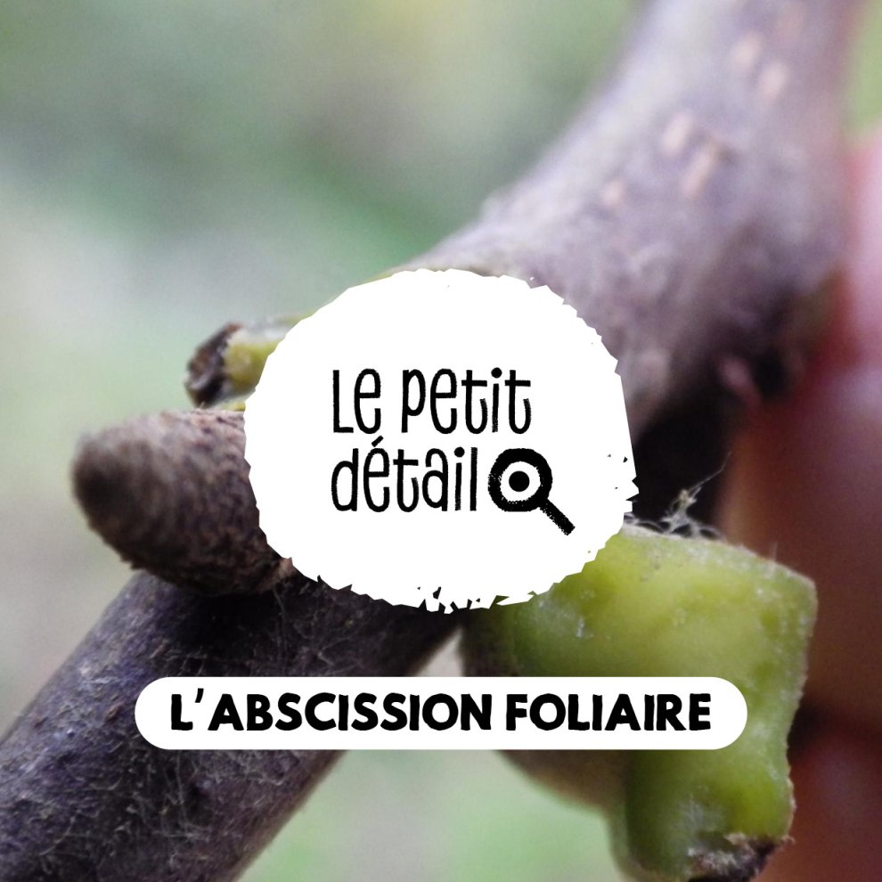 Abscission foliaire