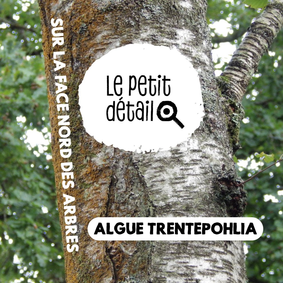 Algue trentepohlia sur la face nord des arbres 