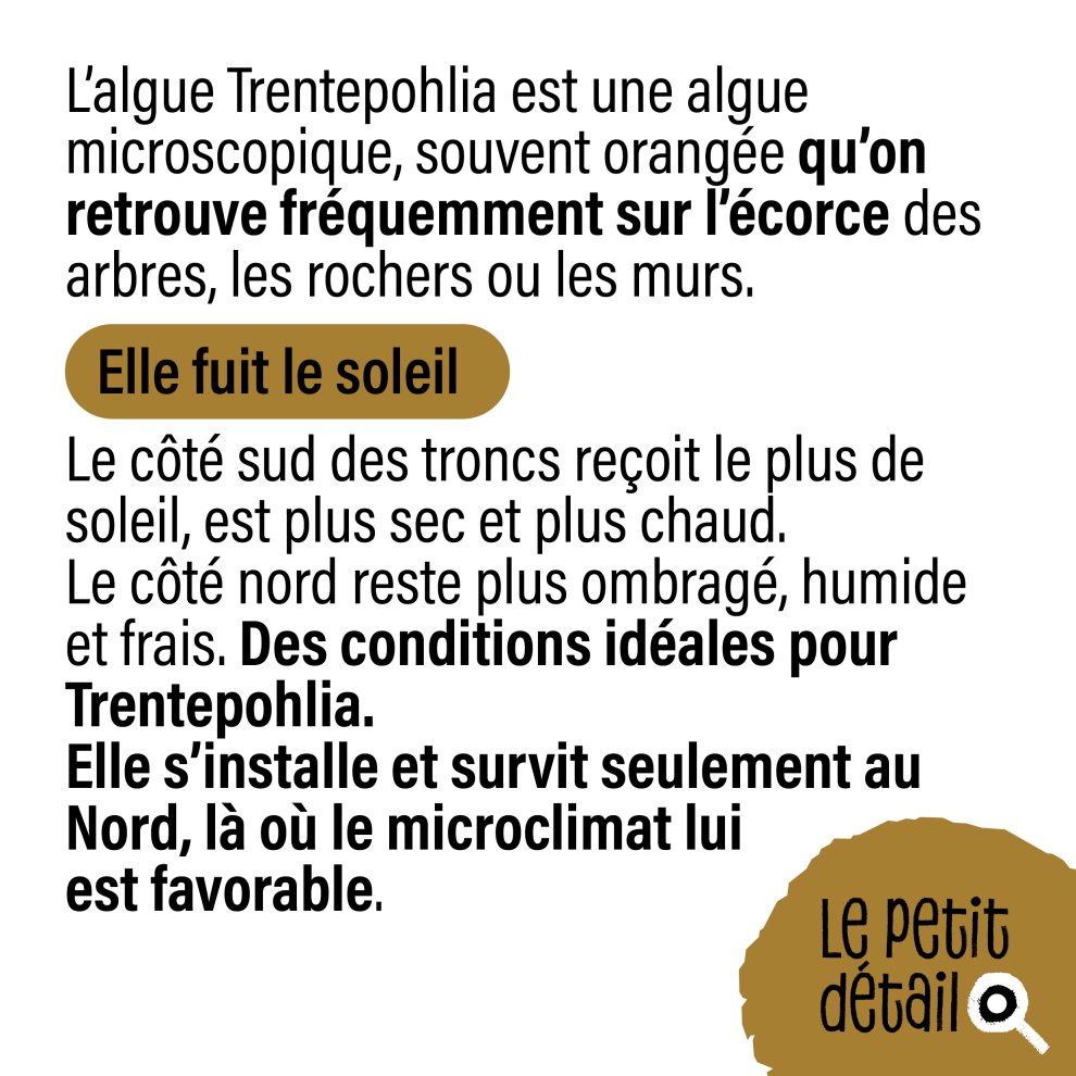 Algue trentepohlia sur la face nord des arbres 