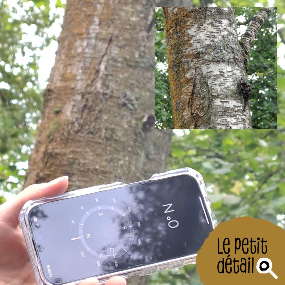 Algue trentepohlia sur la face nord des arbres 