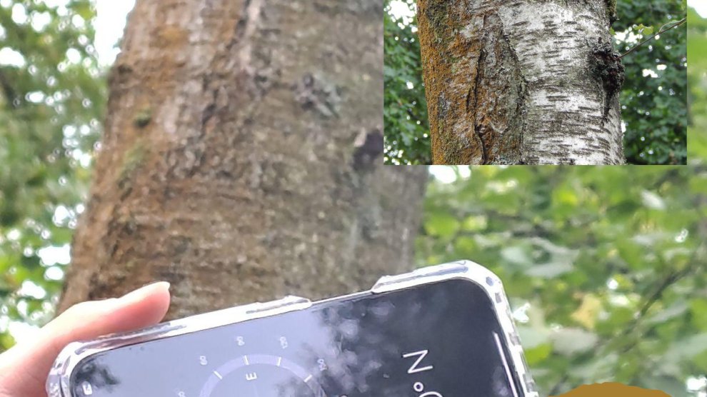 Algue trentepohlia sur la face nord des arbres 