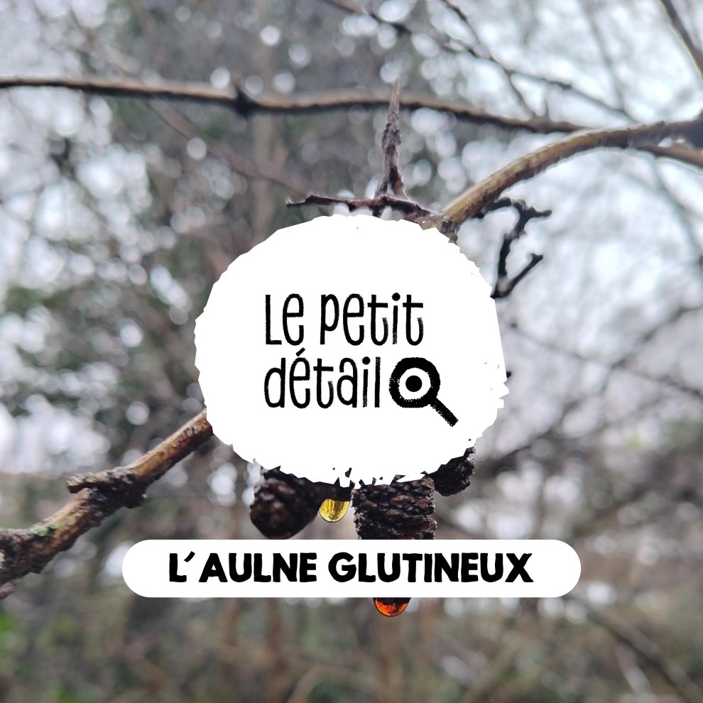 Aulne glutineux
