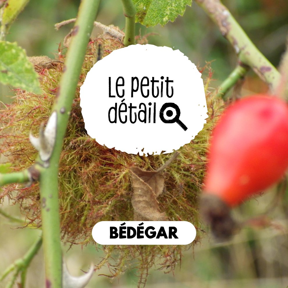 B&eacute;d&eacute;gar