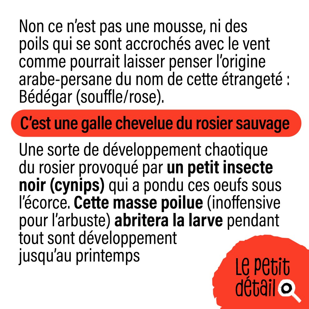 B&eacute;d&eacute;gar