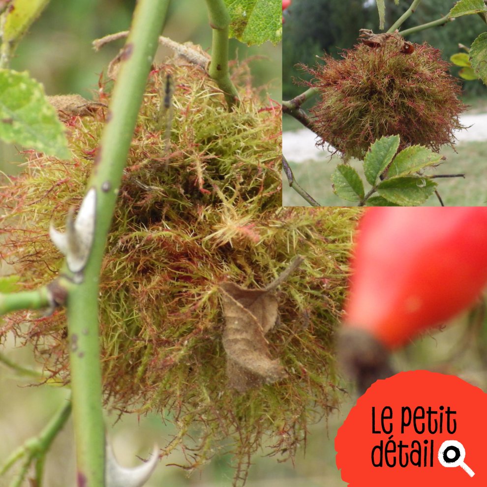 B&eacute;d&eacute;gar