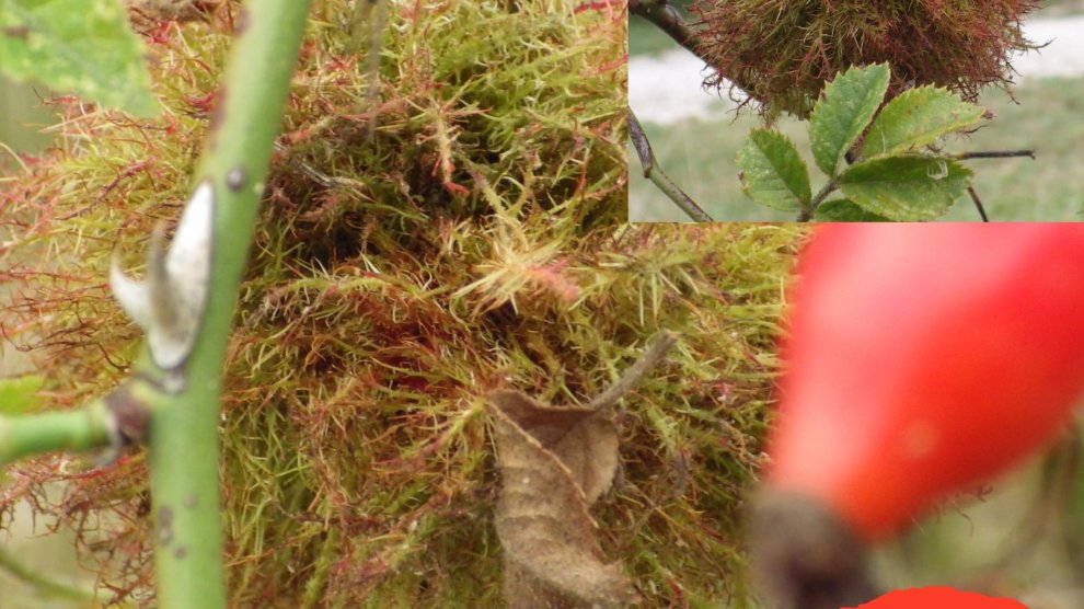 B&eacute;d&eacute;gar