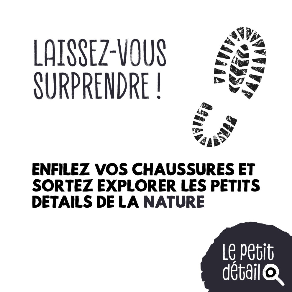 Bourgeon du frêne 