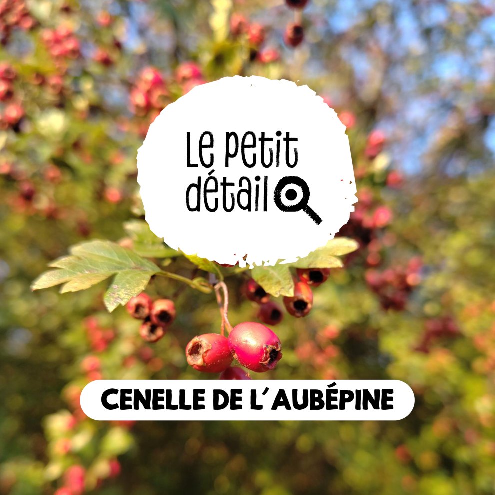 Cenelles de l'aub&eacute;pine 