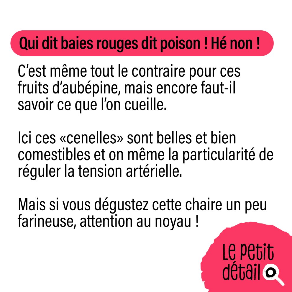 Cenelles de l'aub&eacute;pine 