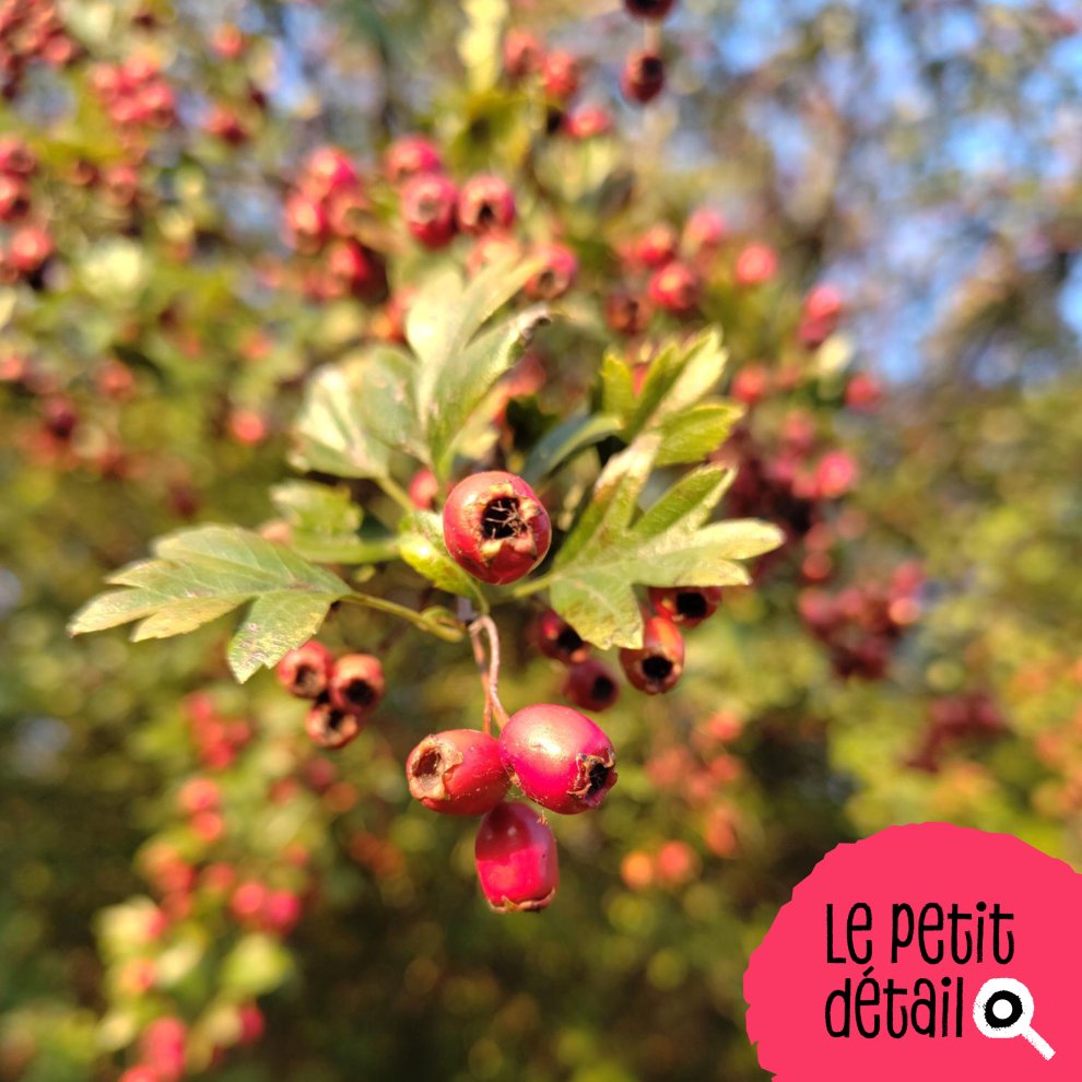 Cenelles de l'aub&eacute;pine 