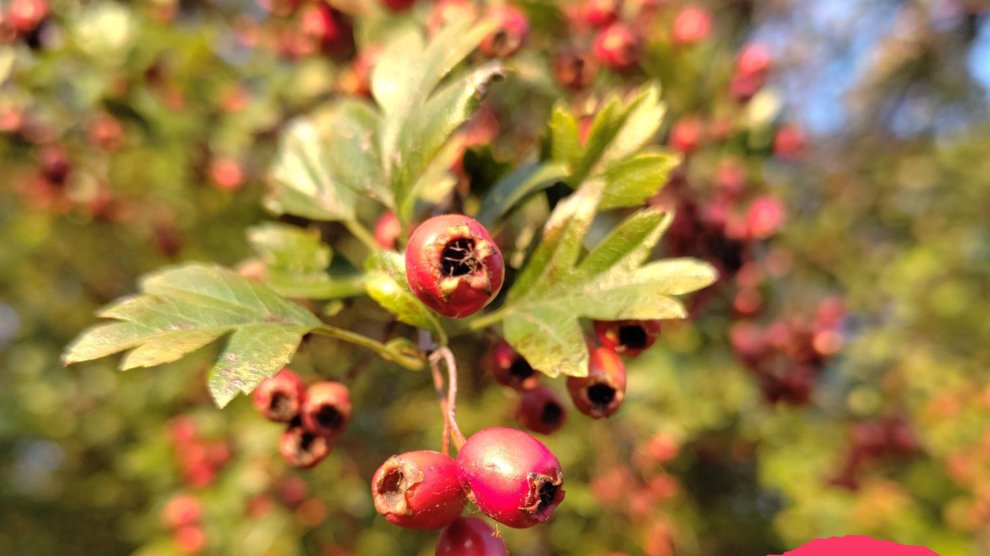 Cenelles de l'aub&eacute;pine 