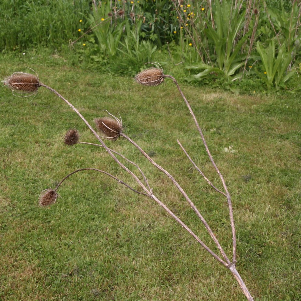 Crécelle de cardère