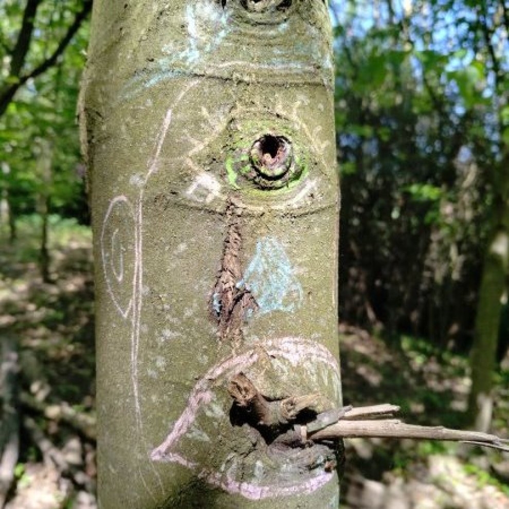 Dessiner les yeux des arbres