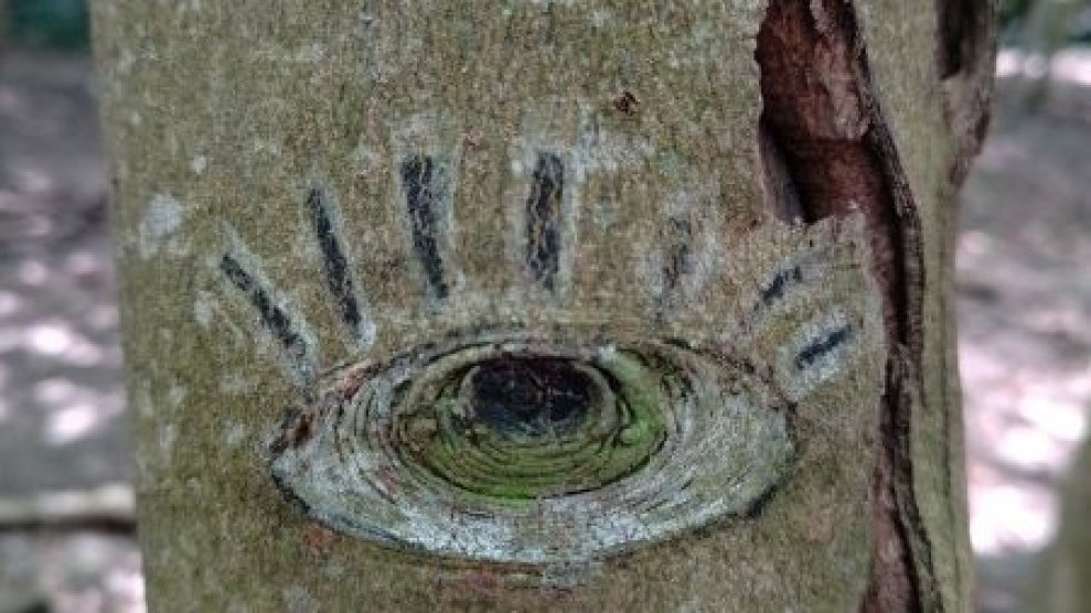 Dessiner les yeux des arbres