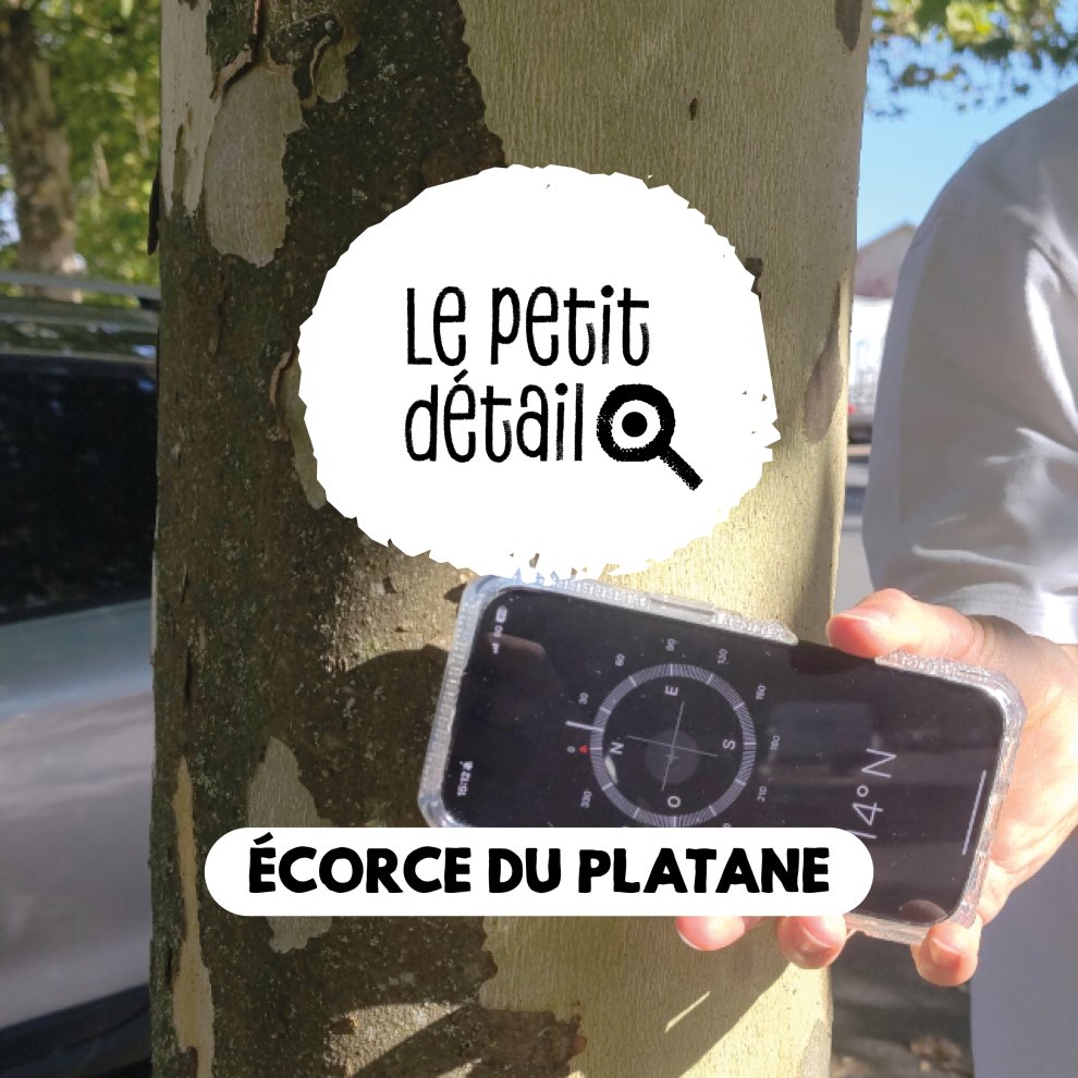 &Eacute;corce de platane expos&eacute;e au sud 