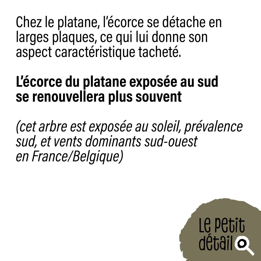 &Eacute;corce de platane expos&eacute;e au sud 
