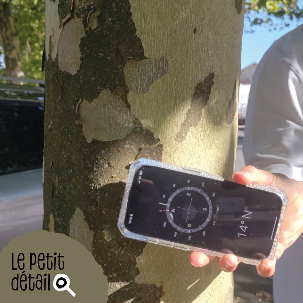 &Eacute;corce de platane expos&eacute;e au sud 