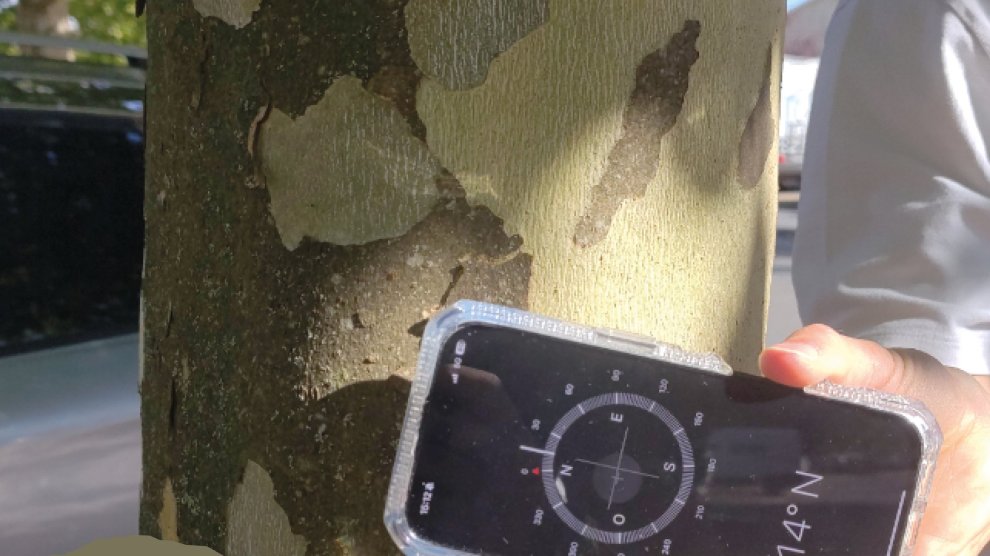 &Eacute;corce de platane expos&eacute;e au sud 