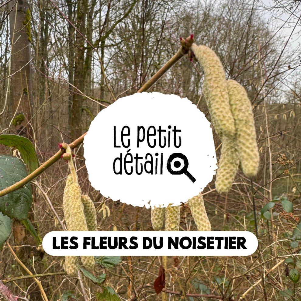 Fleurs du noisetier 