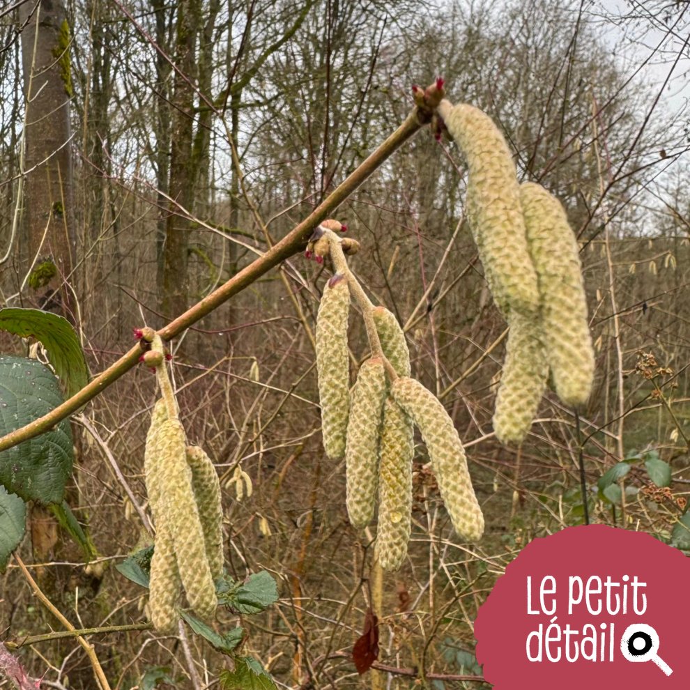 Fleurs du noisetier 