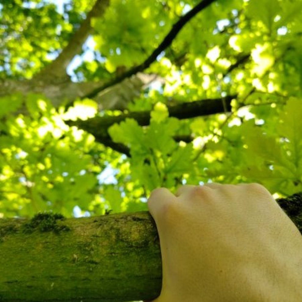Grimper aux arbres