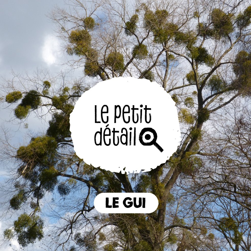 Gui