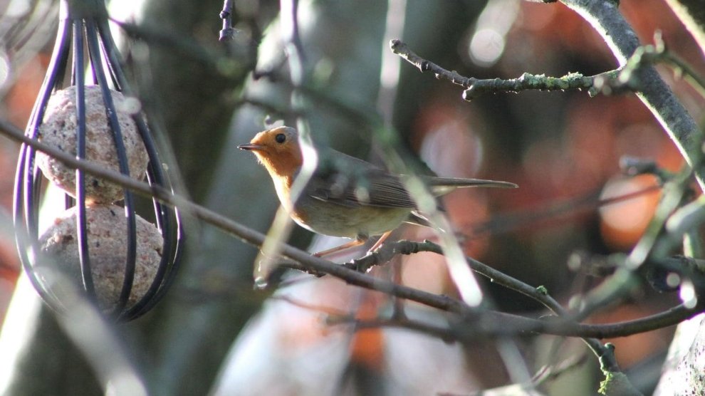 Installer une mangeoire oui mais pas n'importe comment !