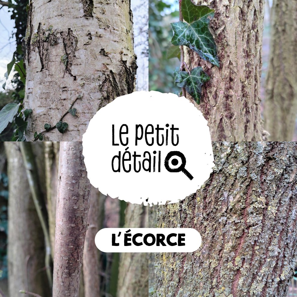 L'écorce