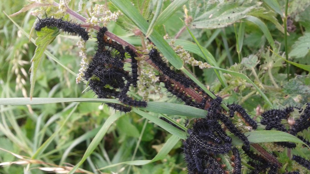 Ortie : la plante à visiter pour trouver des coccinelles mais pas seulement... 