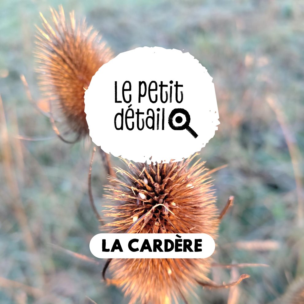 La card&egrave;re