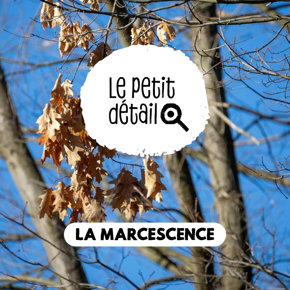 La marcescence