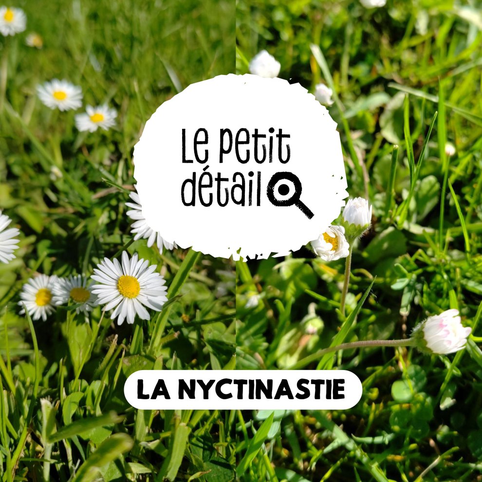 La nyctinastie 