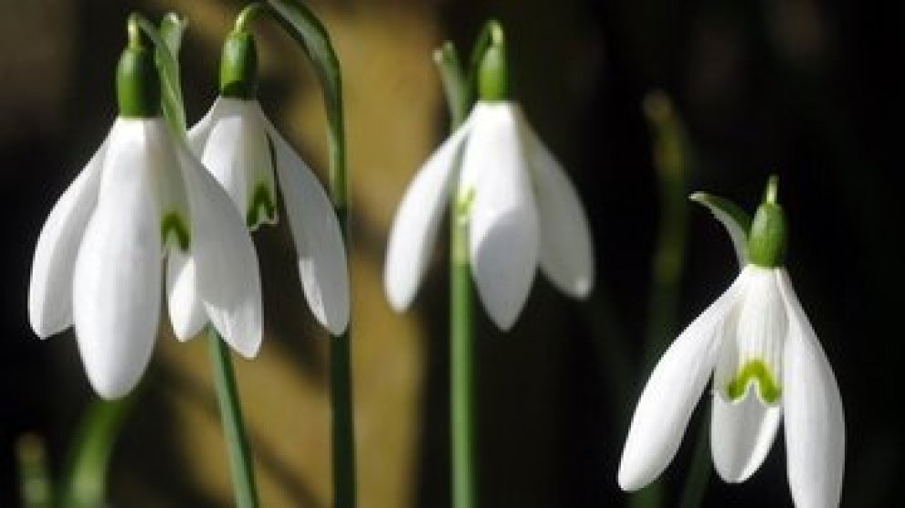 La perce-neige 