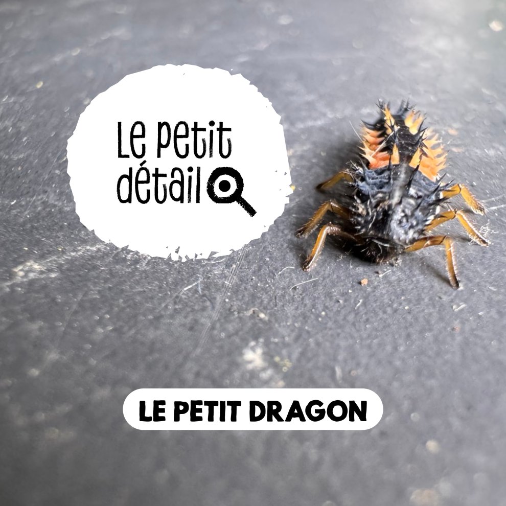 Larve de coccinelle 