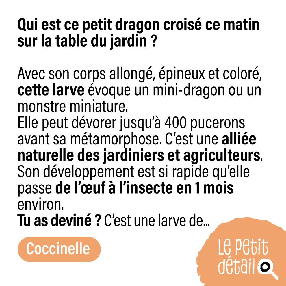 Larve de coccinelle 