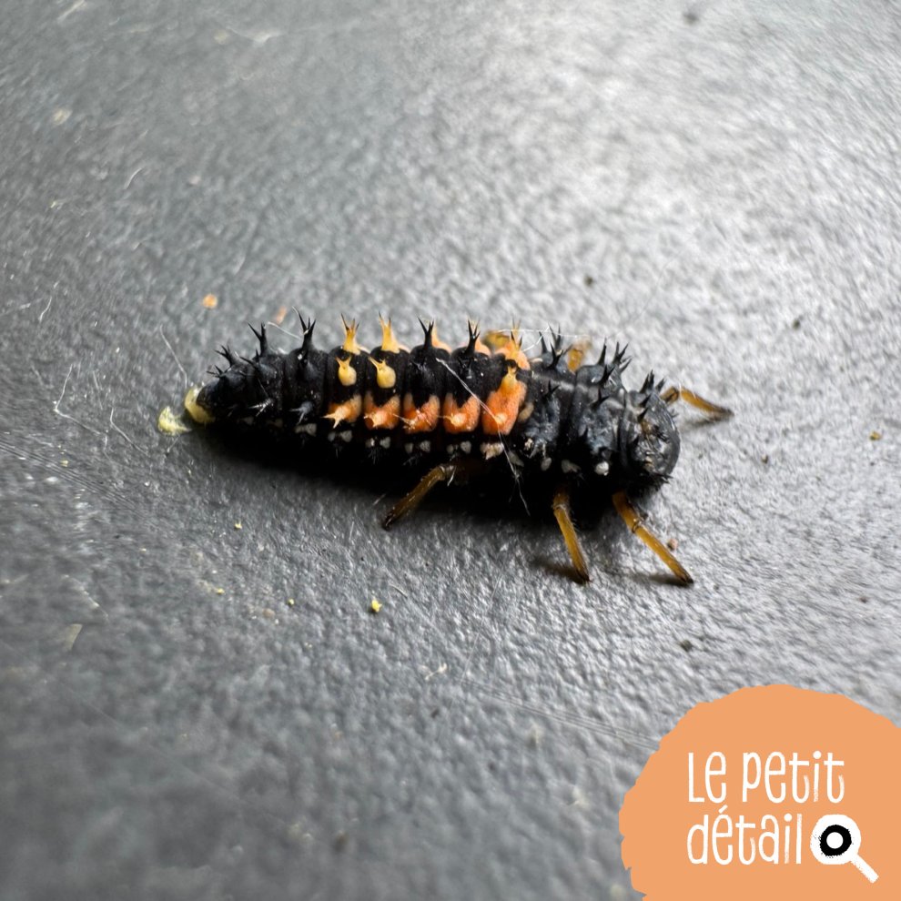 Larve de coccinelle 