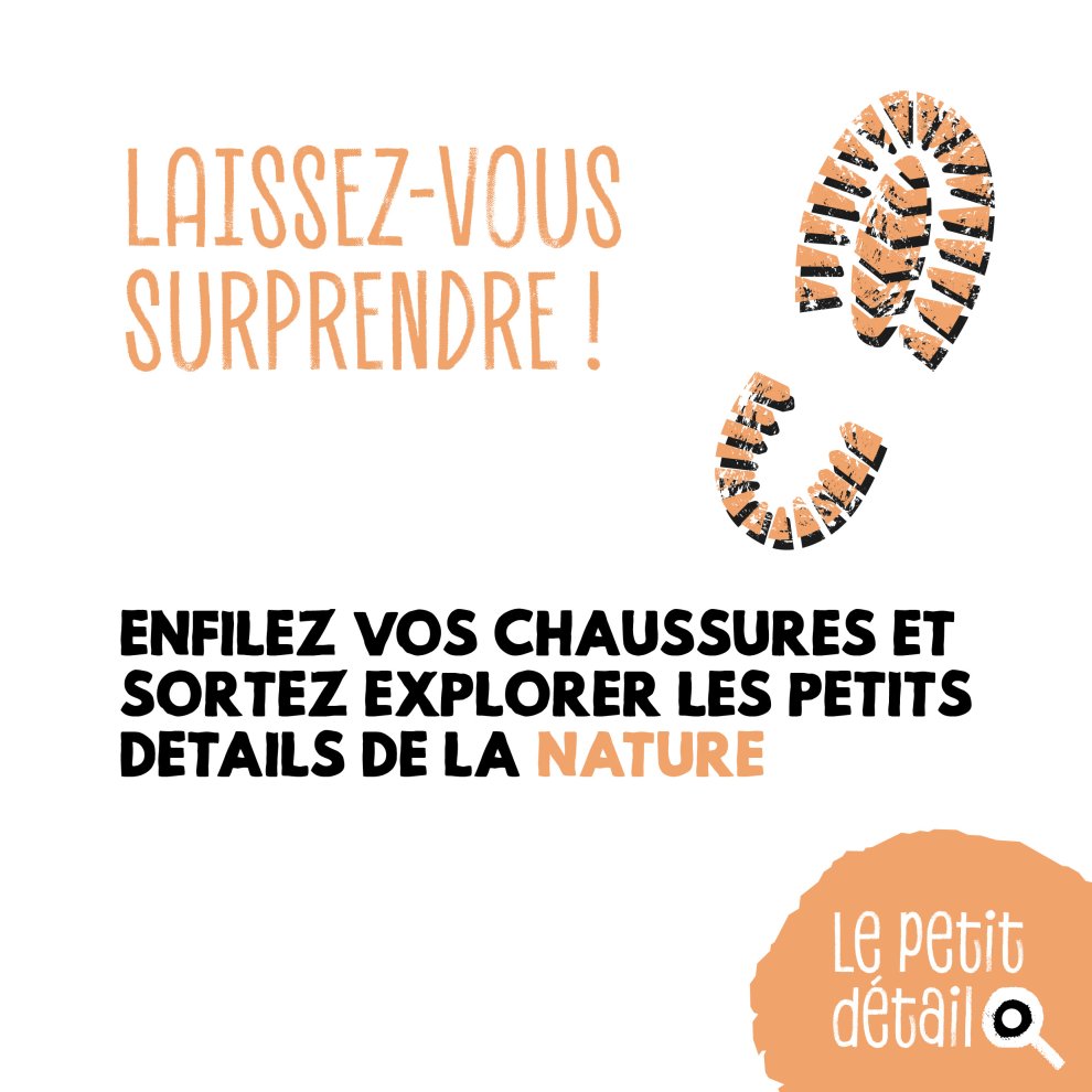 Larve de coccinelle 