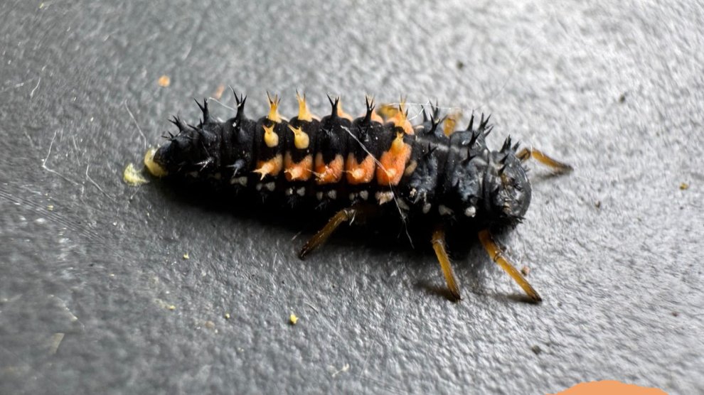 Larve de coccinelle 