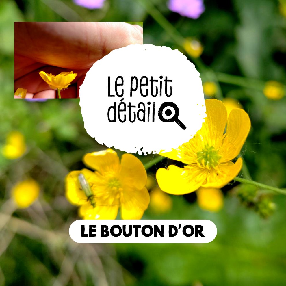 Le bouton d'or 