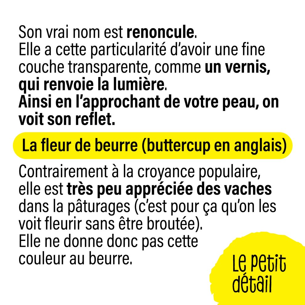 Le bouton d'or 