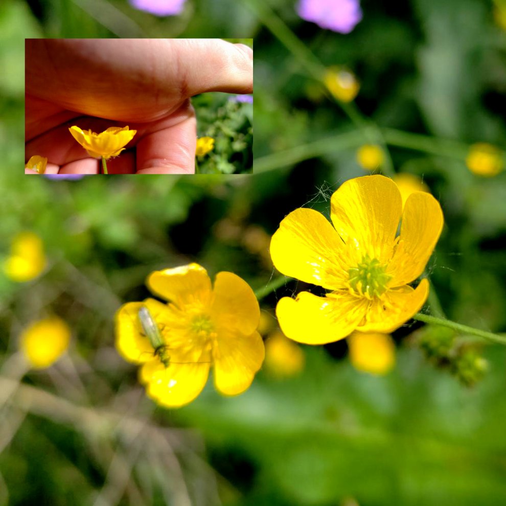 Le bouton d'or 