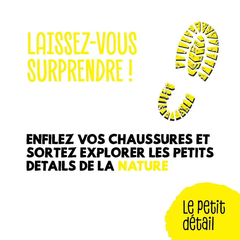 Le bouton d'or 