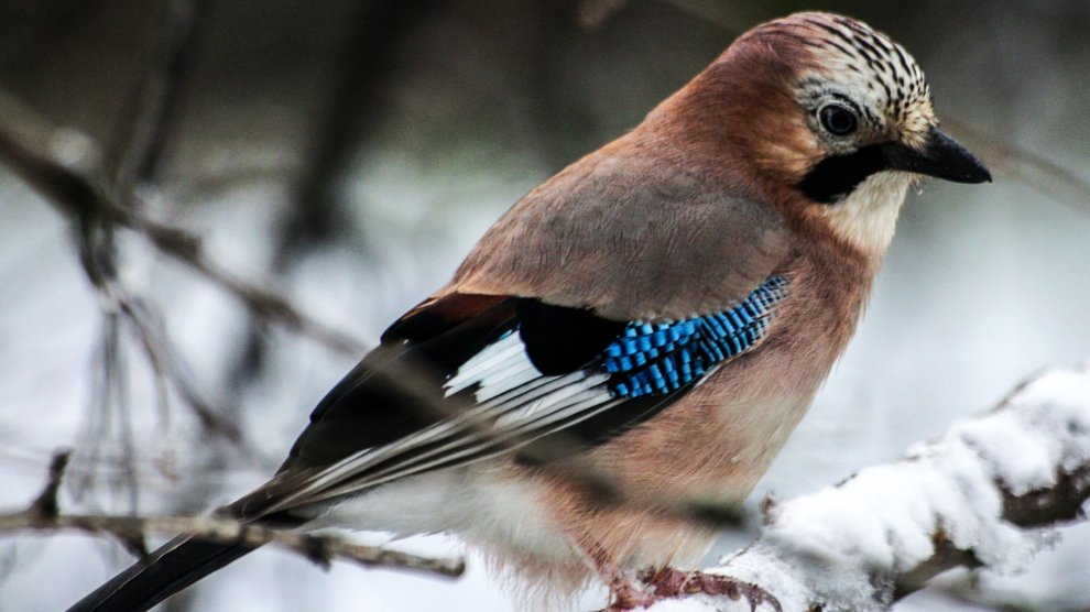 Le geai, sentinelle des bois 