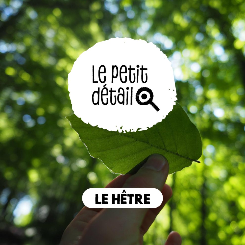 Le h&ecirc;tre
