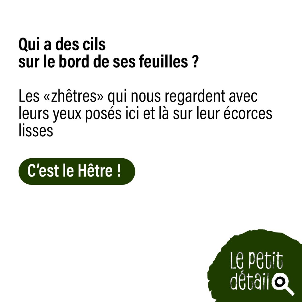 Le h&ecirc;tre