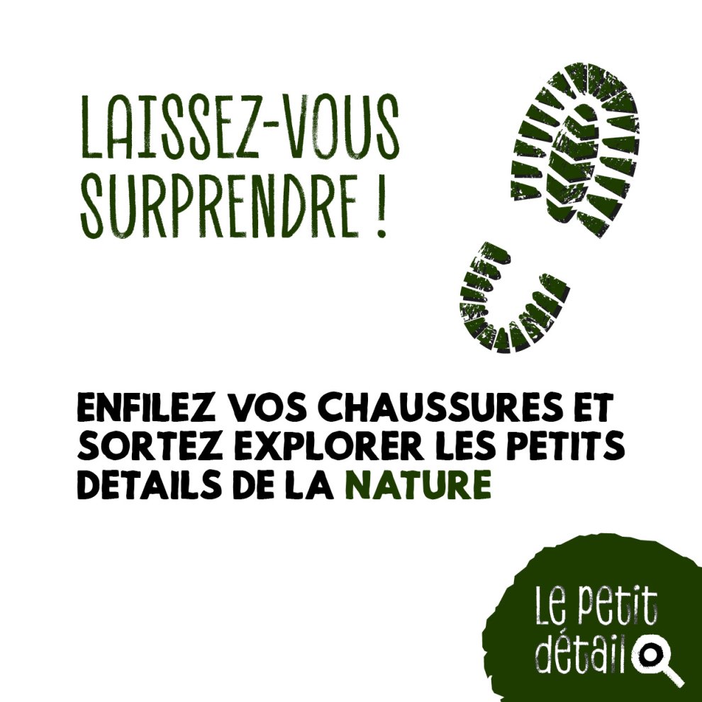 Le h&ecirc;tre