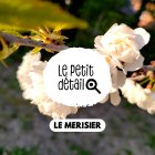 merisier.jpg