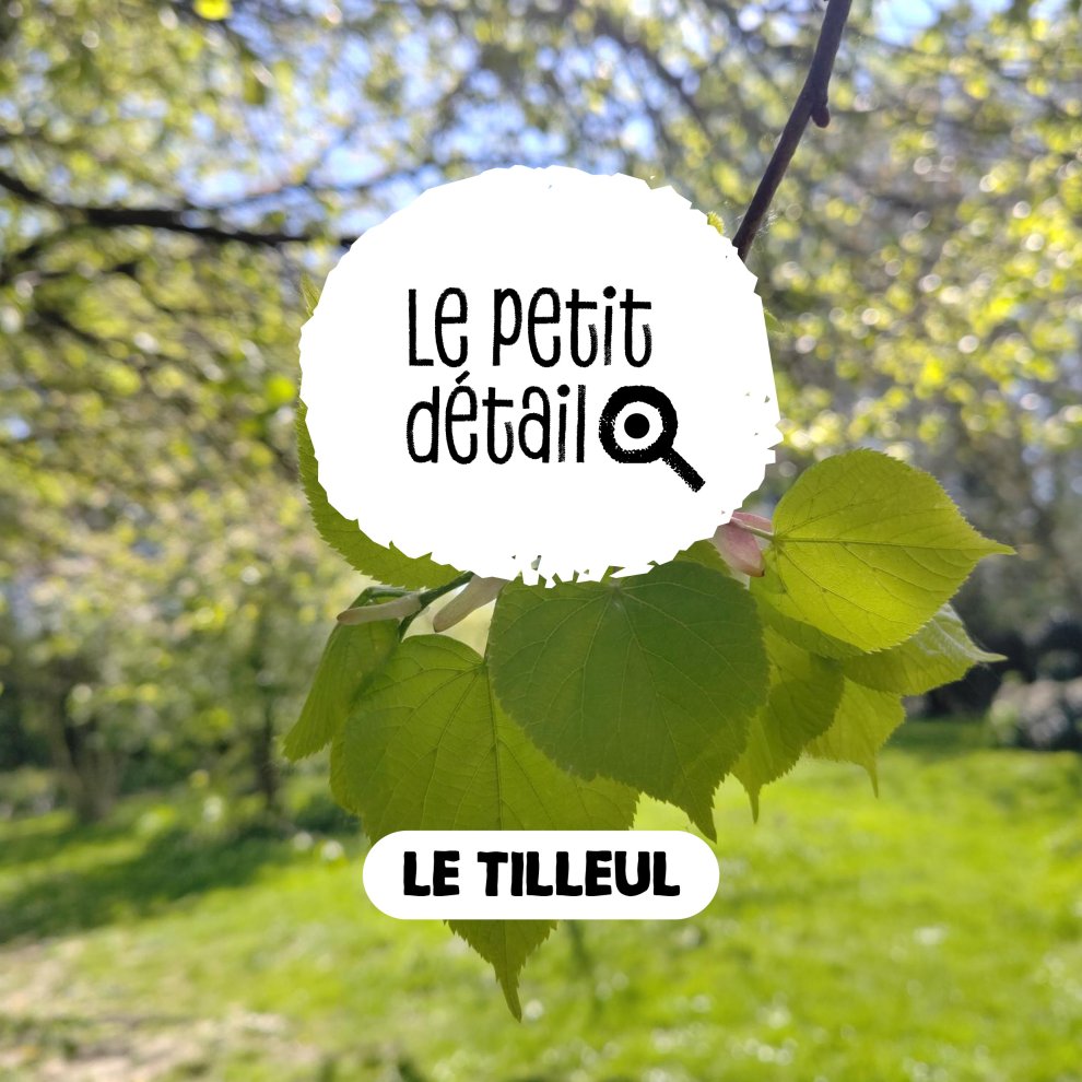 Le tilleul 