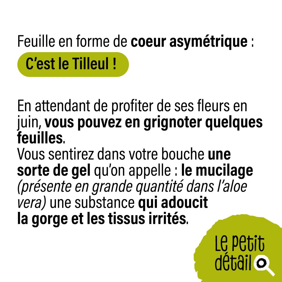 Le tilleul 