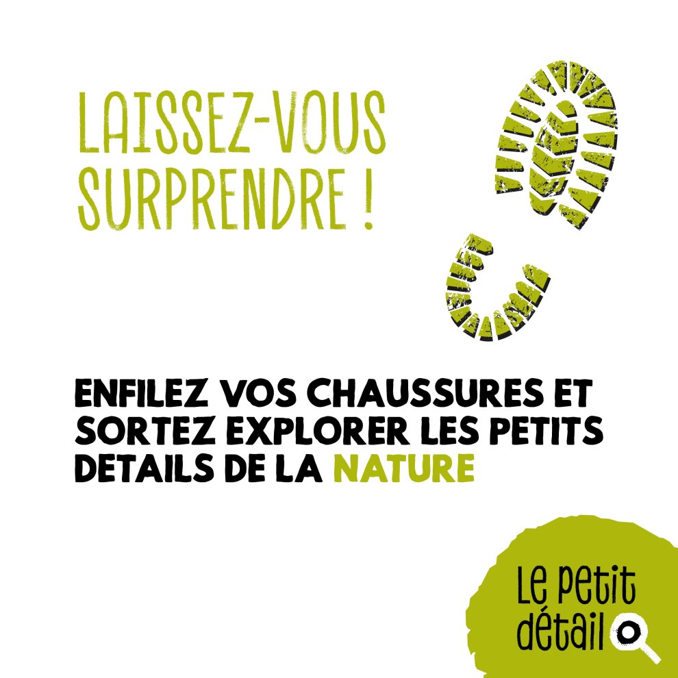 Le tilleul 
